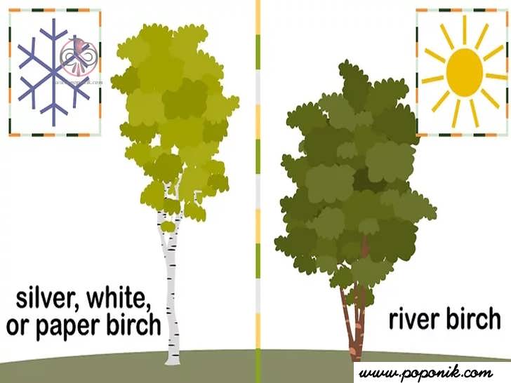 درخت توسی را انتخاب کنید که برای آب و هوای شما مناسب باشد