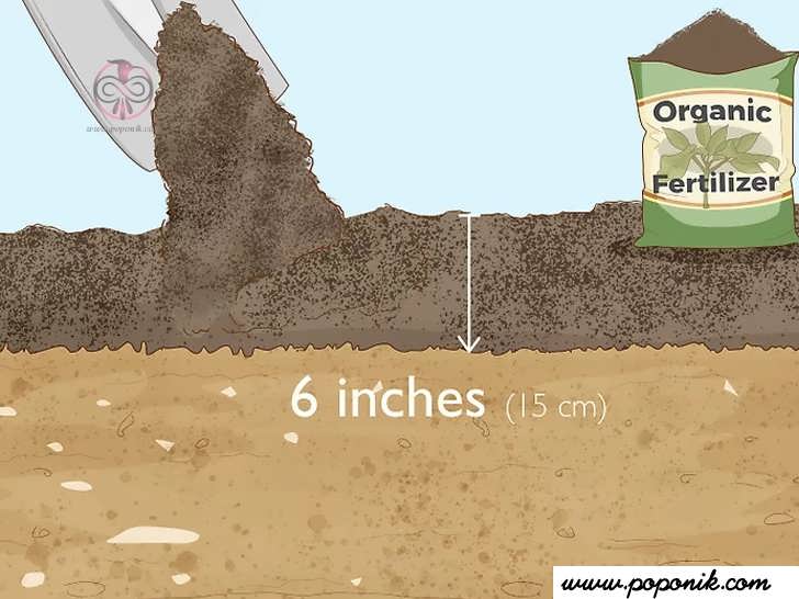 مواد مغذی را که اضافه می کنید در 15 سانتی متر بالای خاک قرار دهید