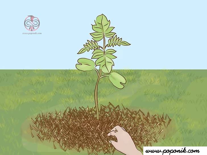 کود گیاهی را در اطراف ریشه درخت قرار دهید