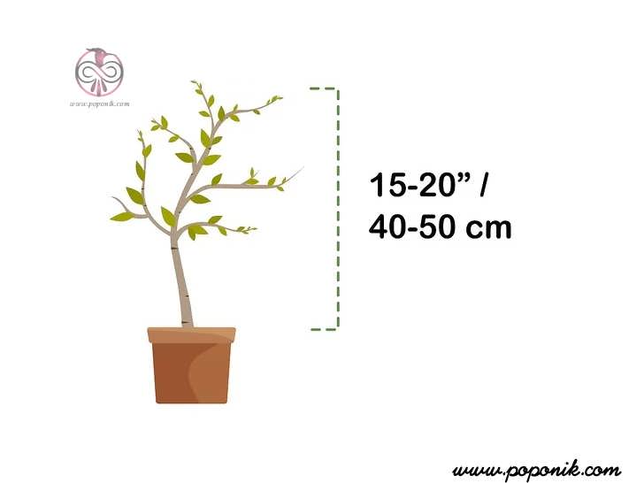 گیاهچه را وقتی به قد 40 تا 50 سانتی متر رسید ، بکارید
