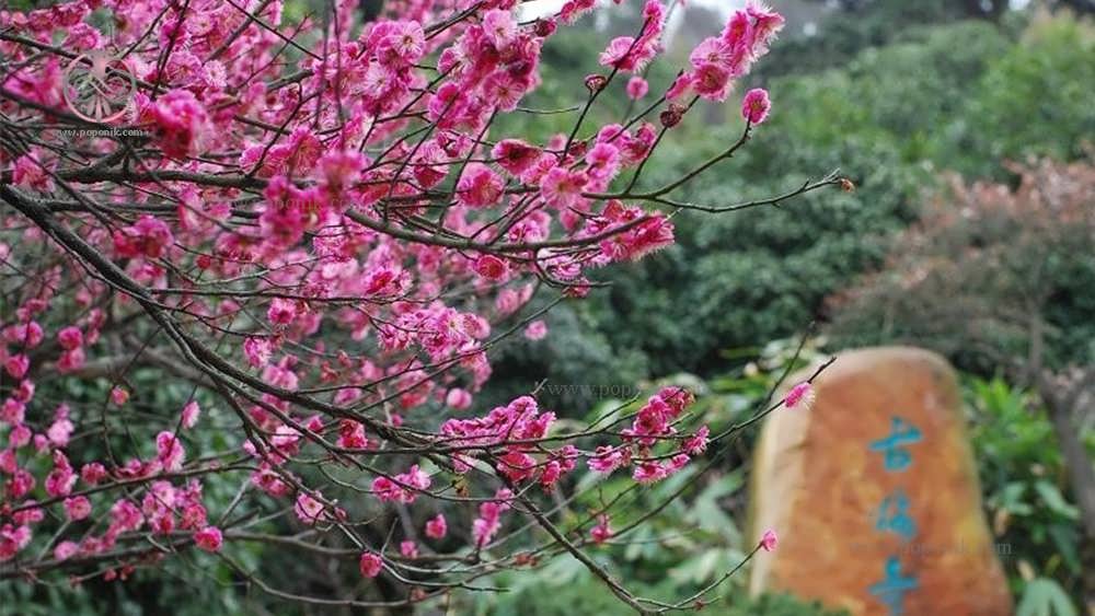درختان شکوفه آلو در چین