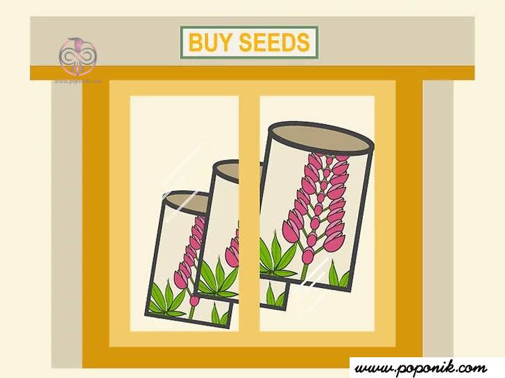 دانه ی گل لوپن یا گیاهان جوان کاشته شده در گلدان را تهیه کنید