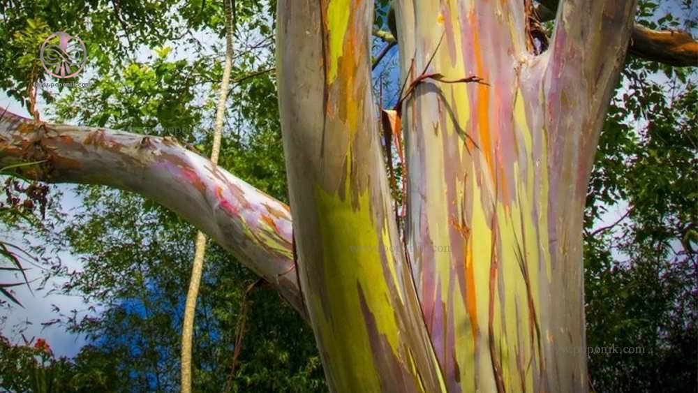 درختان اکالیپتوس رنگین کمان در فیلیپین