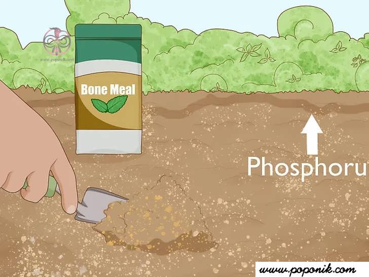 با افزودن کنجاله استخوان به خاک ، مقدار فسفر را بالا ببرید