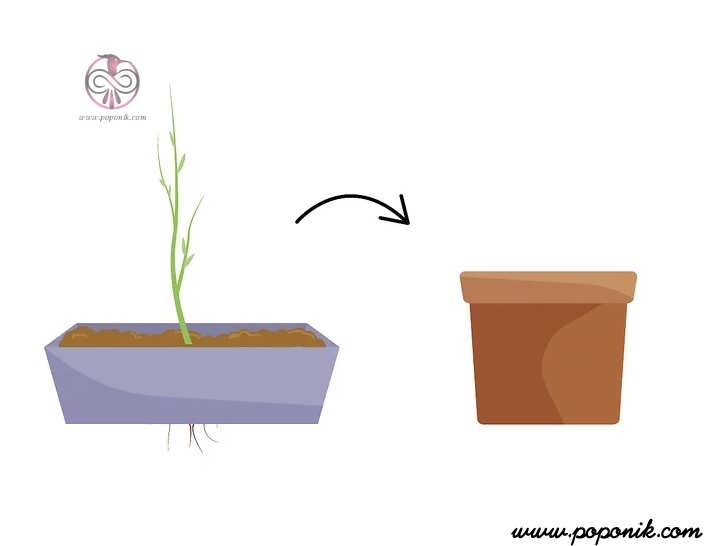هنگامی که ریشه بیشتر از ظرف رشد کرد ، دوباره آنرا در گلدان بزرگتر بکارید