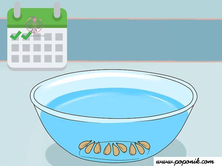 دانه ها را به مدت 2 روز در یک کاسه آب گرم خیس کنید