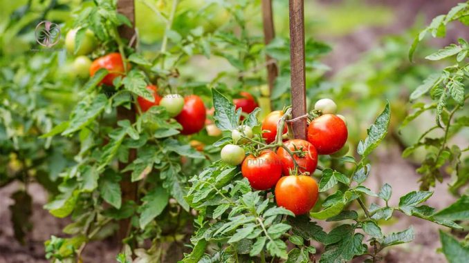 چگونه خاک را برای کاشت گوجه آماده کنیم