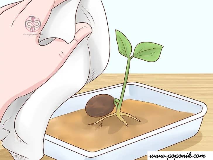 گیاه را بجای قلمه ساقه با استفاده از دانه شکوفا کنید