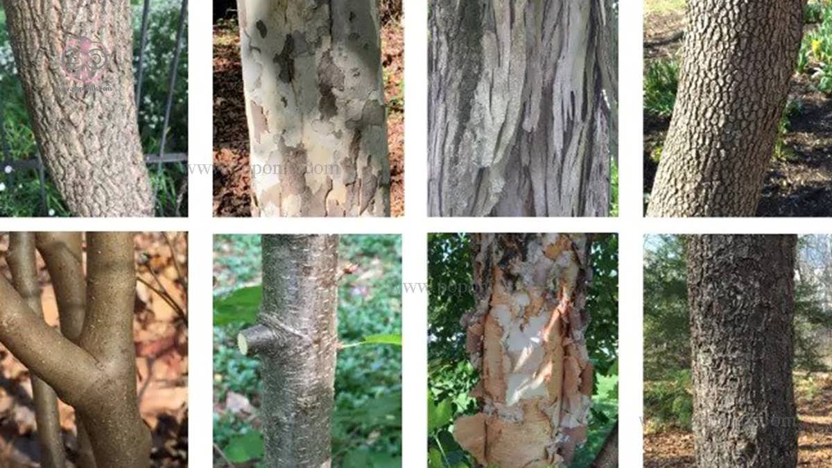 رایج ترین درختان چوب سخت