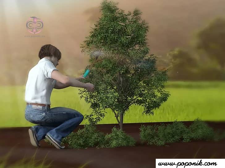 در صورت تمایل گیاه را به شکل درخت آموزش دهید
