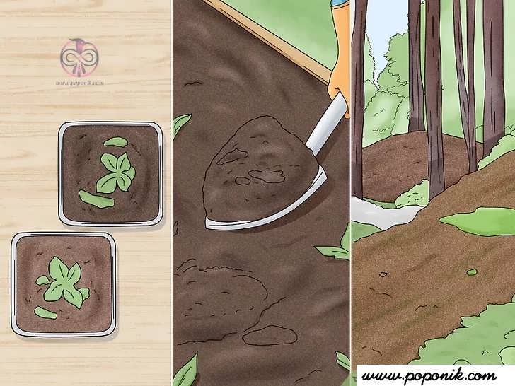 تریکودرما کپکی شایع است و می تواند در انواع خاکهای جهان رشد کند