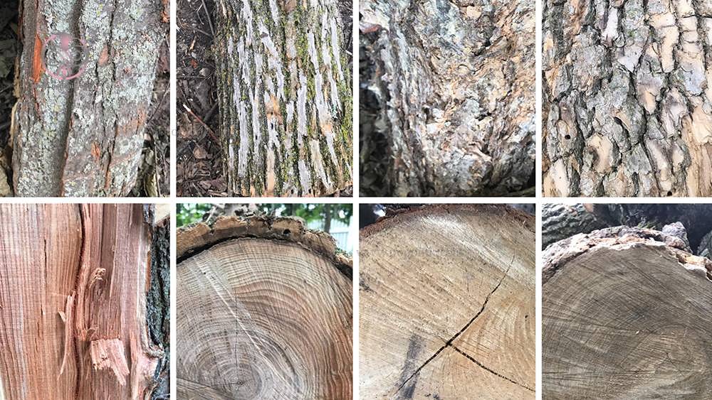 انواع چوب سخت درخت