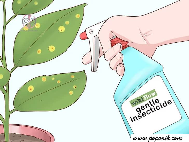 در صورت مشاهده آلودگی حشرات از یک حشره کش ملایم استفاده کنید
