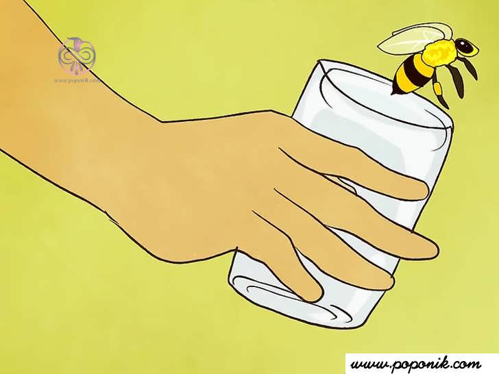 اگر زنبور های عسل در خانه تان زندگی می کنند