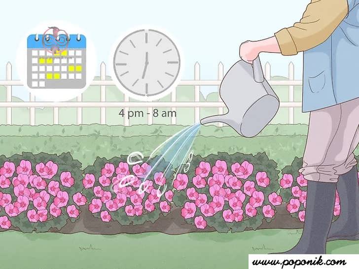 هفته ای یک یا دو بار به باغچه گل ها و منظره آب دهید