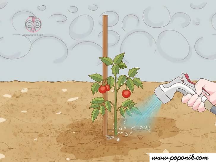 به محض کاشت گوجه فرنگی خاک را آبیاری کنید