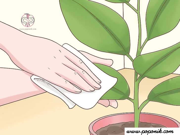 گرد و غبار برگهای گیاهان داخل خانه را با پارچه ای نرم پاک کنید
