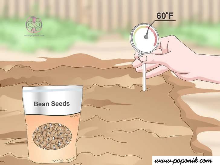 بذرهای خود را زمانی بکارید که خطر یخ زدگی از بین رفته باشد