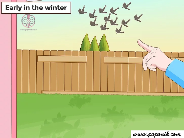 در اوایل زمستان کلاغهای وارد شده را نظارت کنید