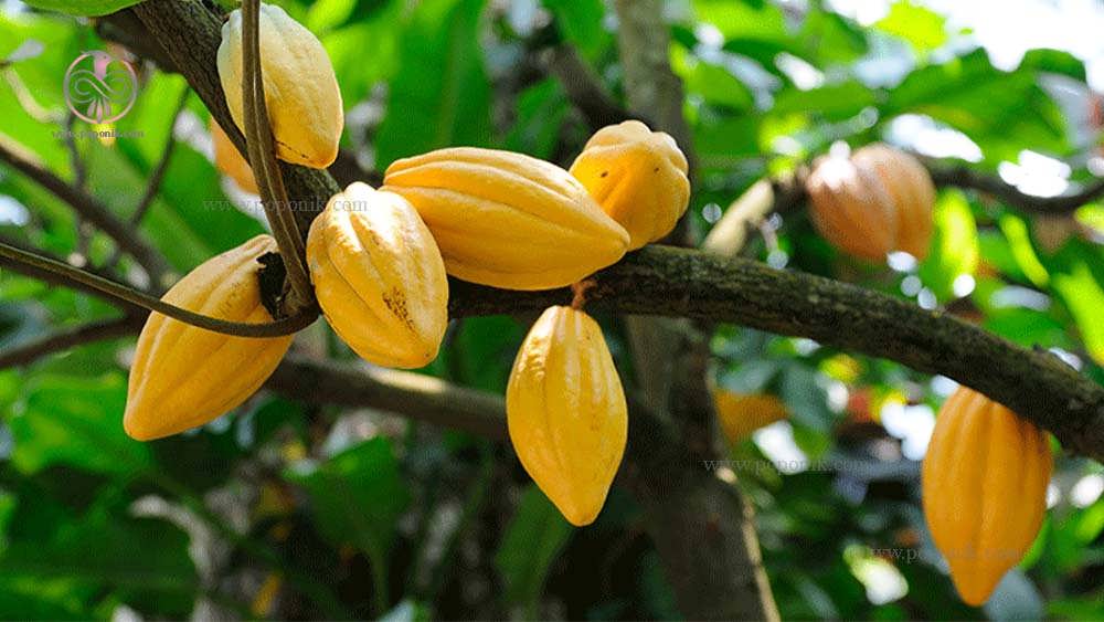 مشخصات گیاهی کامل درخت کاکائو