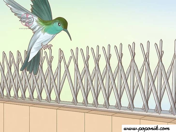 پرندگان اغلب دوست دارند در پشت بام یا ناودان ها لانه بسازند