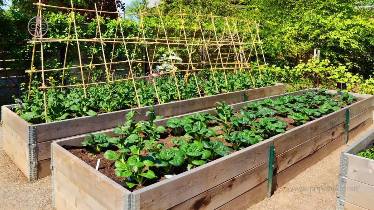چگونه بسترهای برجسته برای سبزیجات باغ درست کنیم