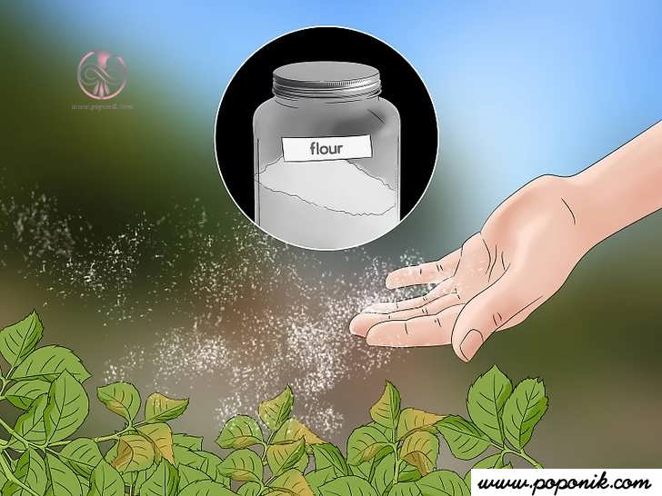 برای کمک به مقابله با حمله شته گیاهان را با آرد غبارروبی کنید