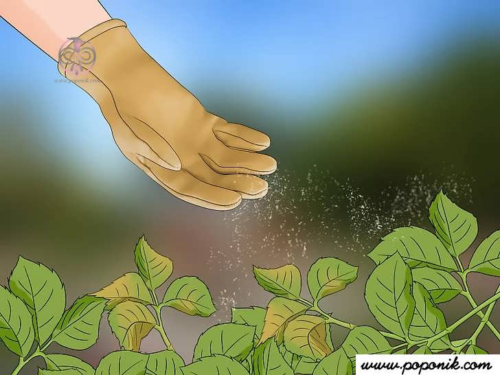 برای کمک به کنترل شته ها از یک صابون حشره کش استفاده کنید