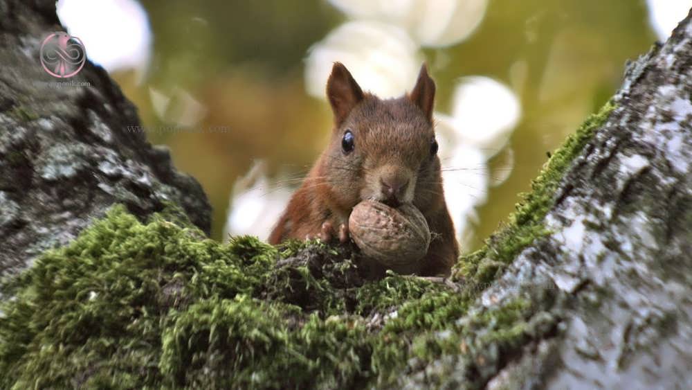 سنجاب در حال خوردن فندوق