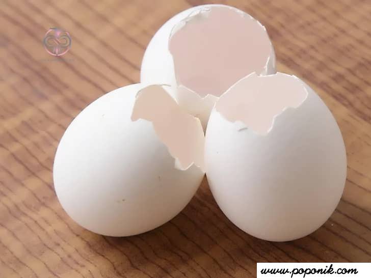 از پوسته تخم مرغ برای بهبود کود استفاده کنید