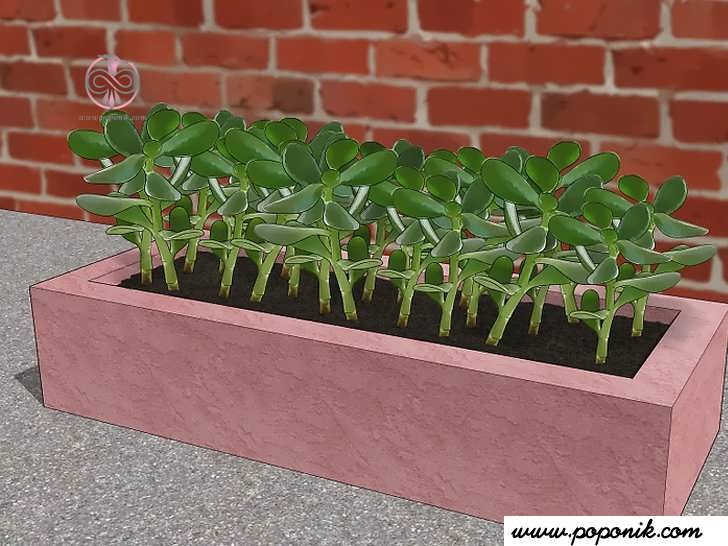 گیاه آپارتمانی یا گیاه محیط خارجی را در گلدان بکارید