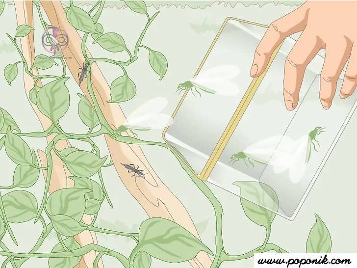 برای از بین بردن جمعیت تریپس از حشرات شکارچی استفاده کنید