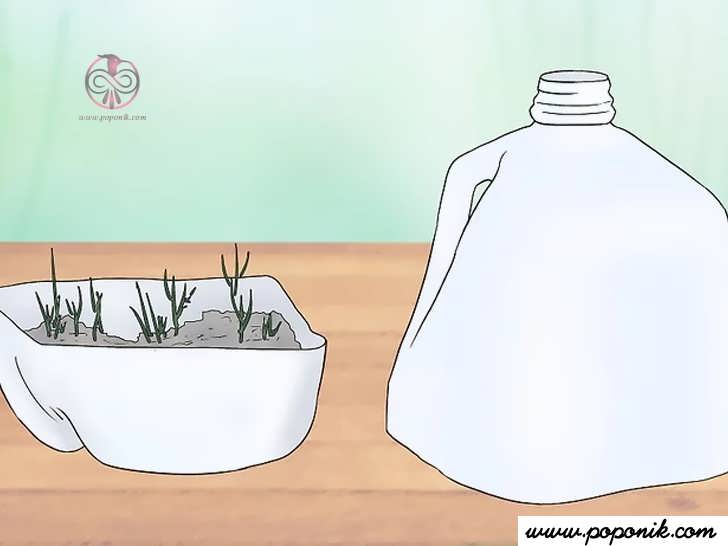 از شیشه شیر برای استارتر بذر استفاده کنید