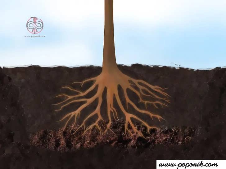 خاک را در اطراف ریشه فشار دهید