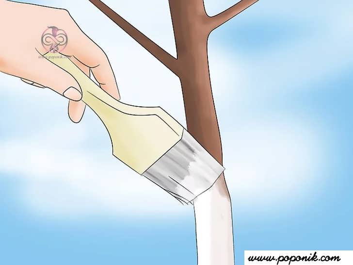 از درخت در برابر آفتاب سوختگی محافظت کنید