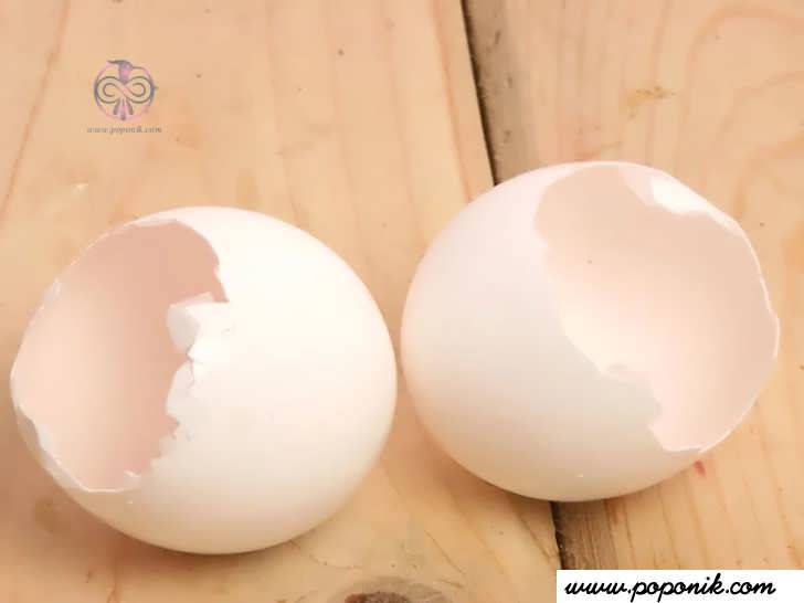 برای رشد نهال پوسته تخم مرغ را بازیافت کنید