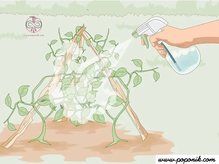 به عنوان یک اقدام طبیعی گیاهان را با صابون حشره کش اسپری کنید