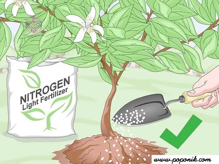 برای درختان بارور شده از کودهای سبک نیتروژن دار استفاده کنید