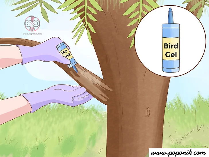 از ژل شفاف پرندگان در شاخه ها و سایر مناطق لانه سازی استفاده کنید