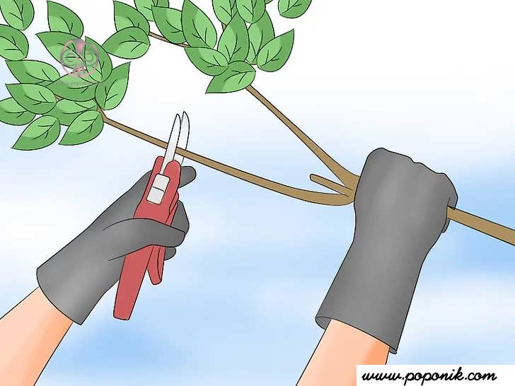 تصمیم بگیرید که چگونه درخت را هرس کنید