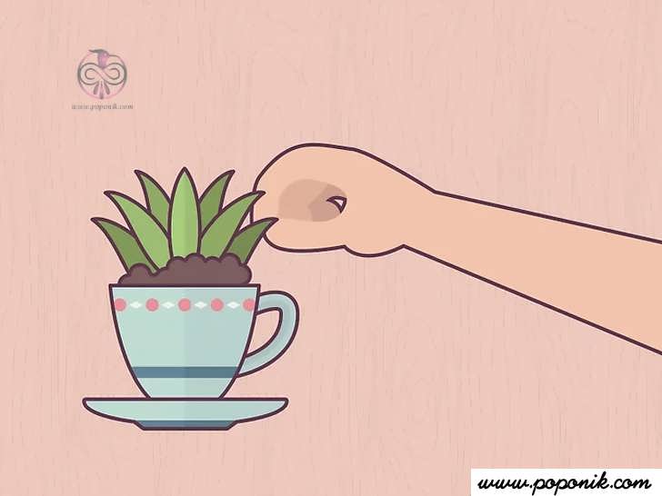 گیاهان را بهمراه هر نوع خاک اضافی مورد نیاز، داخل فنجان چای قرار دهید