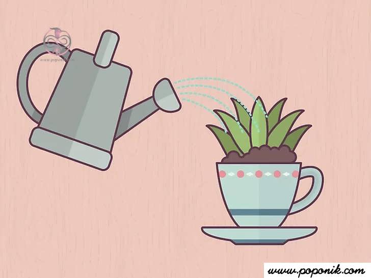 در صورت لزوم باغ فنجان چای را آبیاری کنید