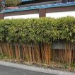 درخت بامبو طلایی