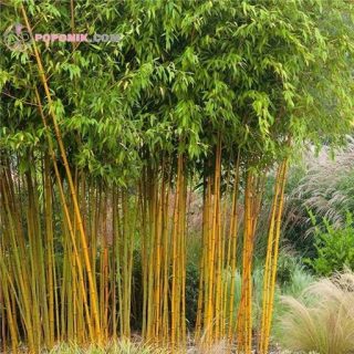 بذر درخت بامبو طلایی