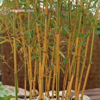 بذر درخت بامبو طلایی