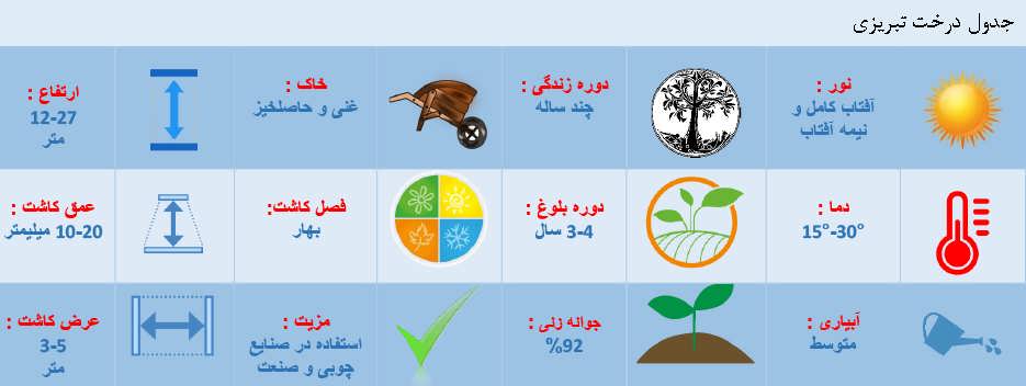اطلاعات کاشت درخت تبریزی