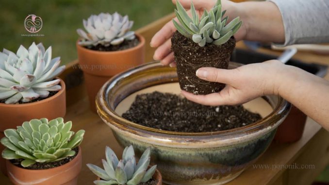 خاک مناسب برای گیاهان آپارتمانی