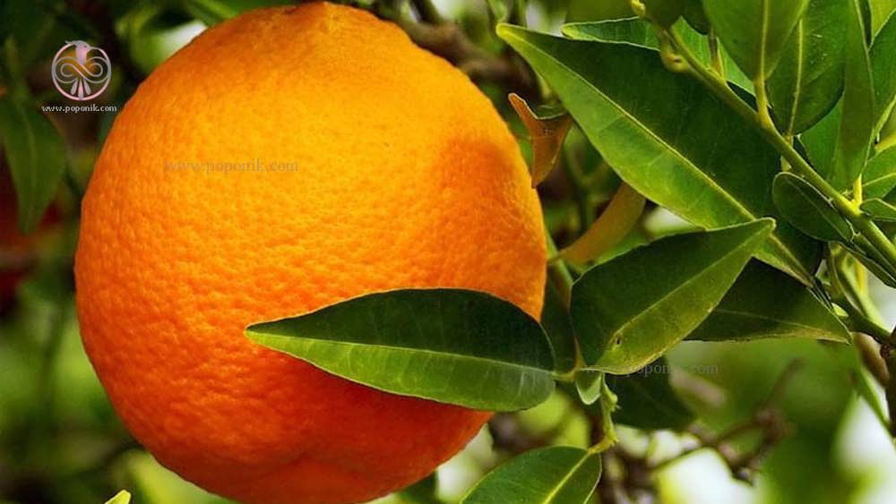 یک عدد نارنج روی درخت از نمایی نزدیک