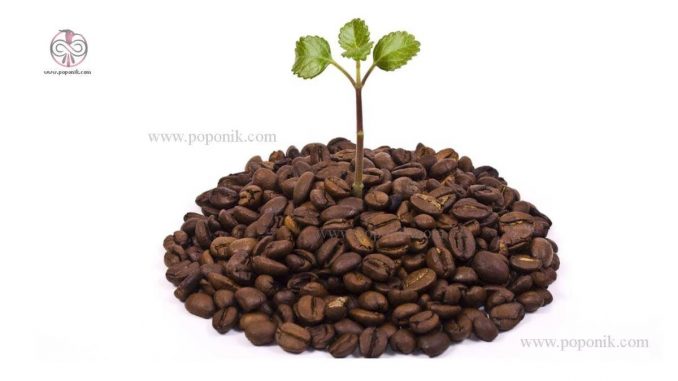 مقال جامع و کامل درخت قهوه