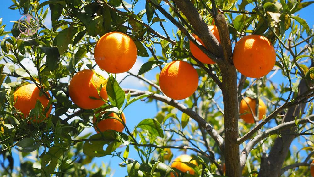میوه نارنج ارگانیک